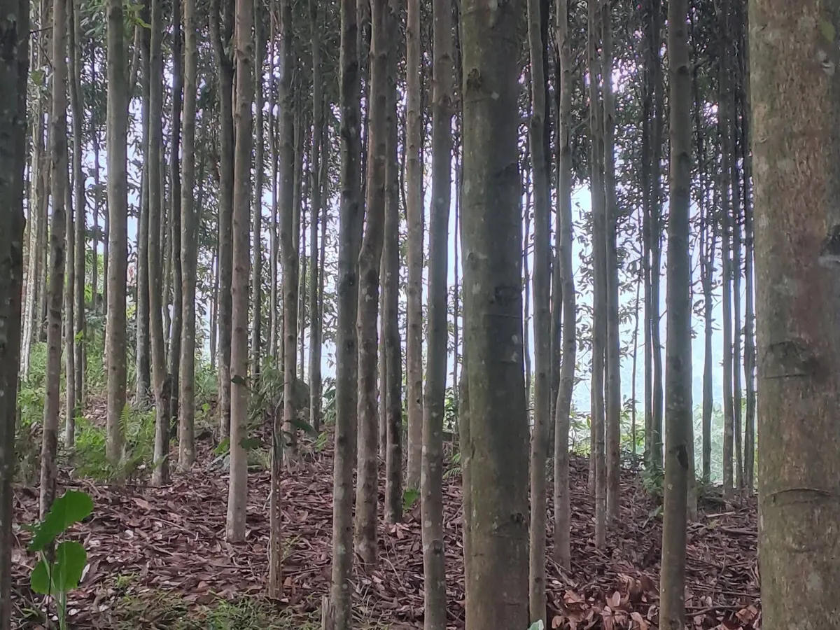 Cassia trees growing in a mountain forest in Vietnam